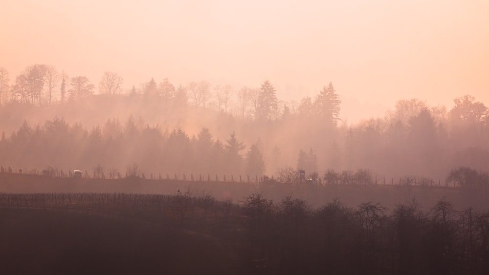 green trees covered with fog