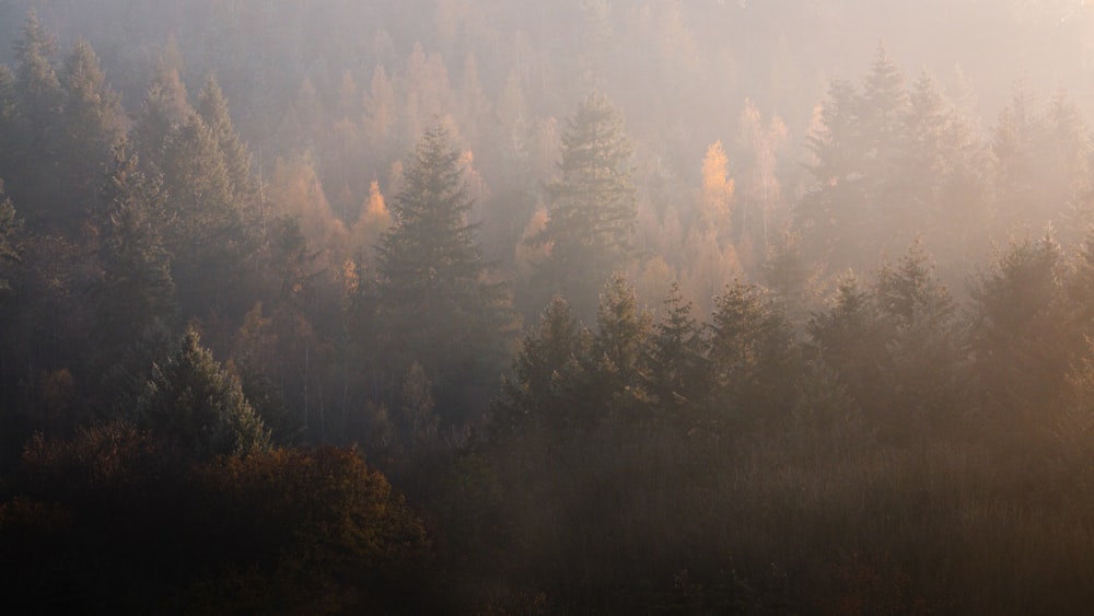 green pine trees covered with fog