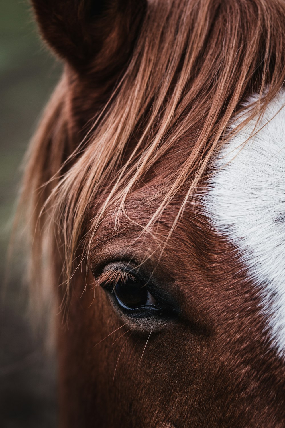 茶色と白の馬の目