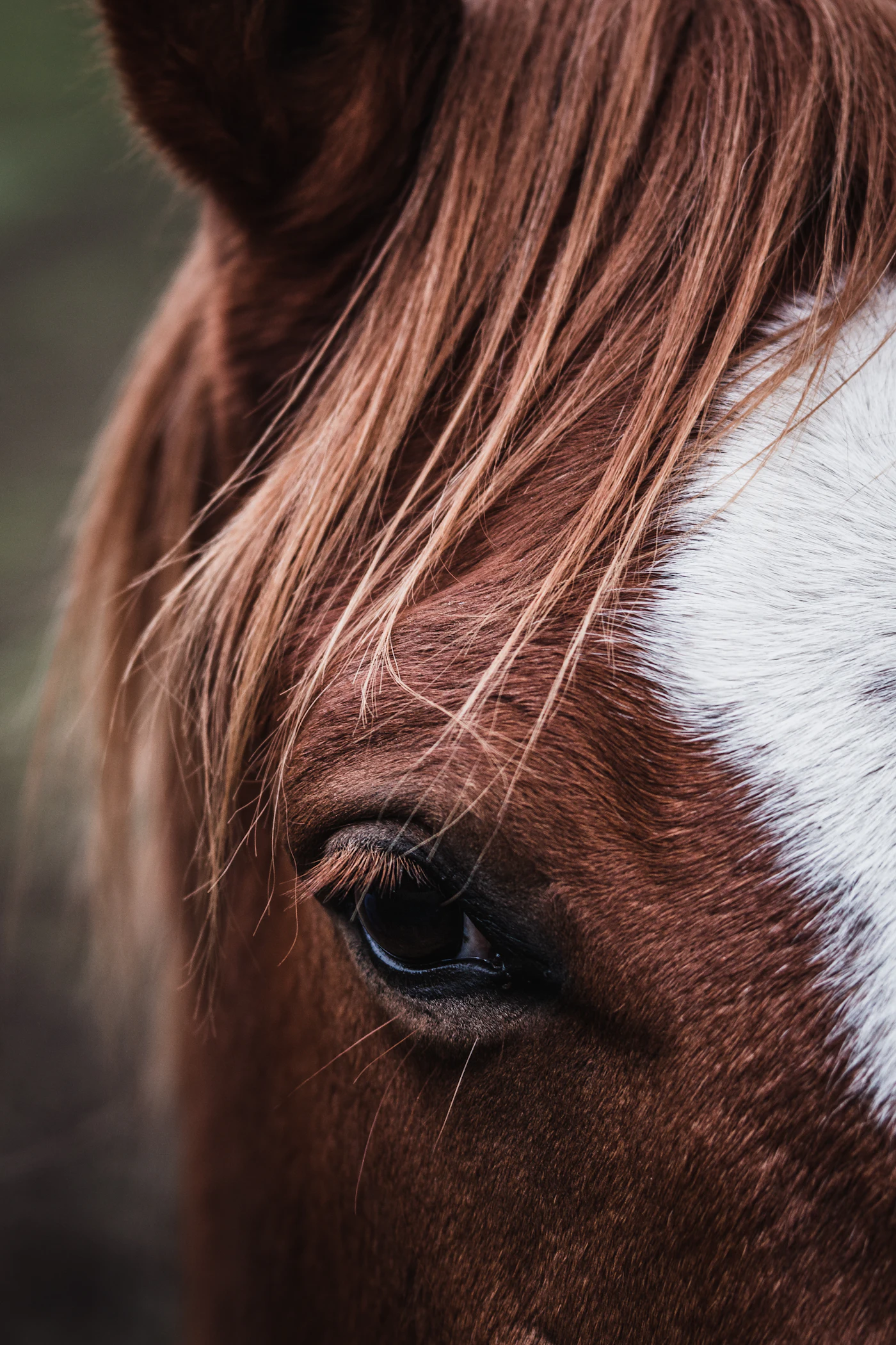 Equine diagnostic imaging including MRI and nuclear scintigraphy