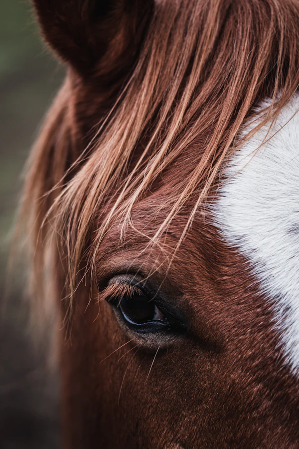 Sample horse 2