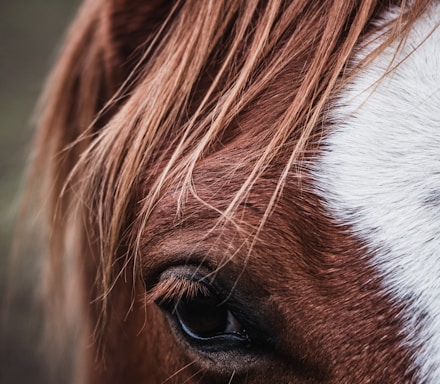 brown and white horse eye