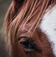 brown and white horse eye