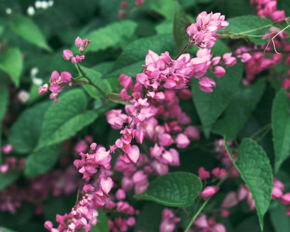 pink flowers with green leaves