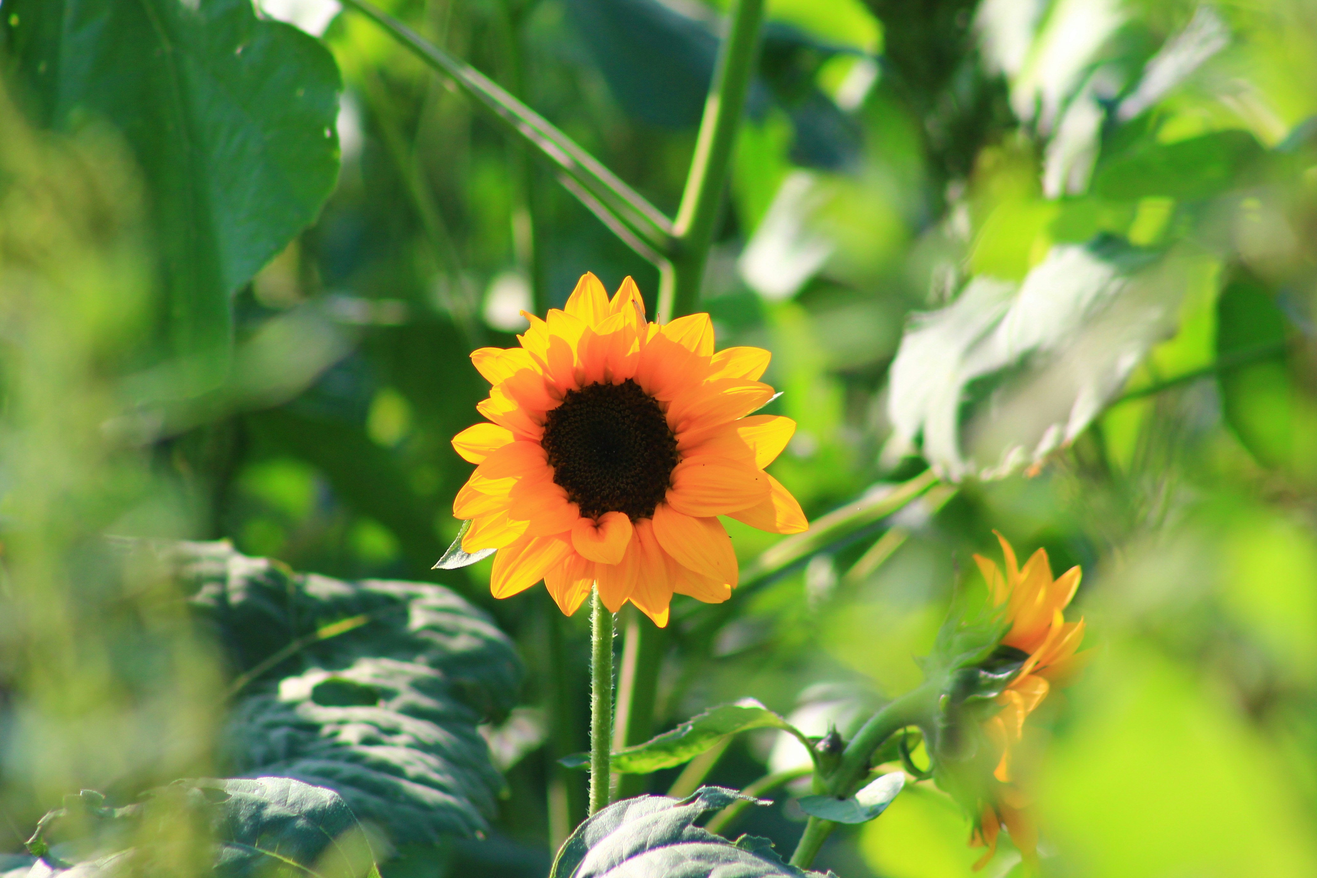 Photo by emmashychuck