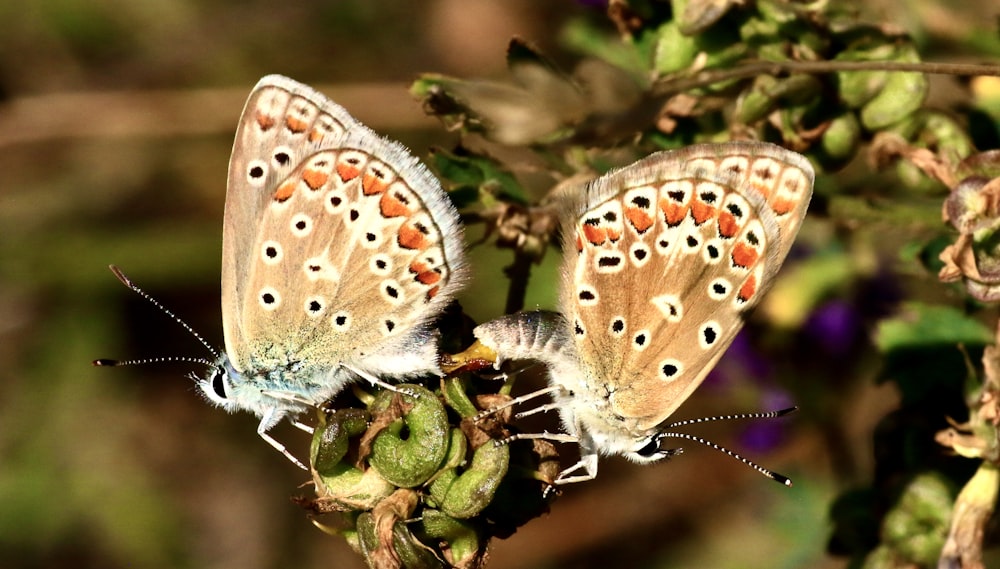 brown and white butterfly on green plant