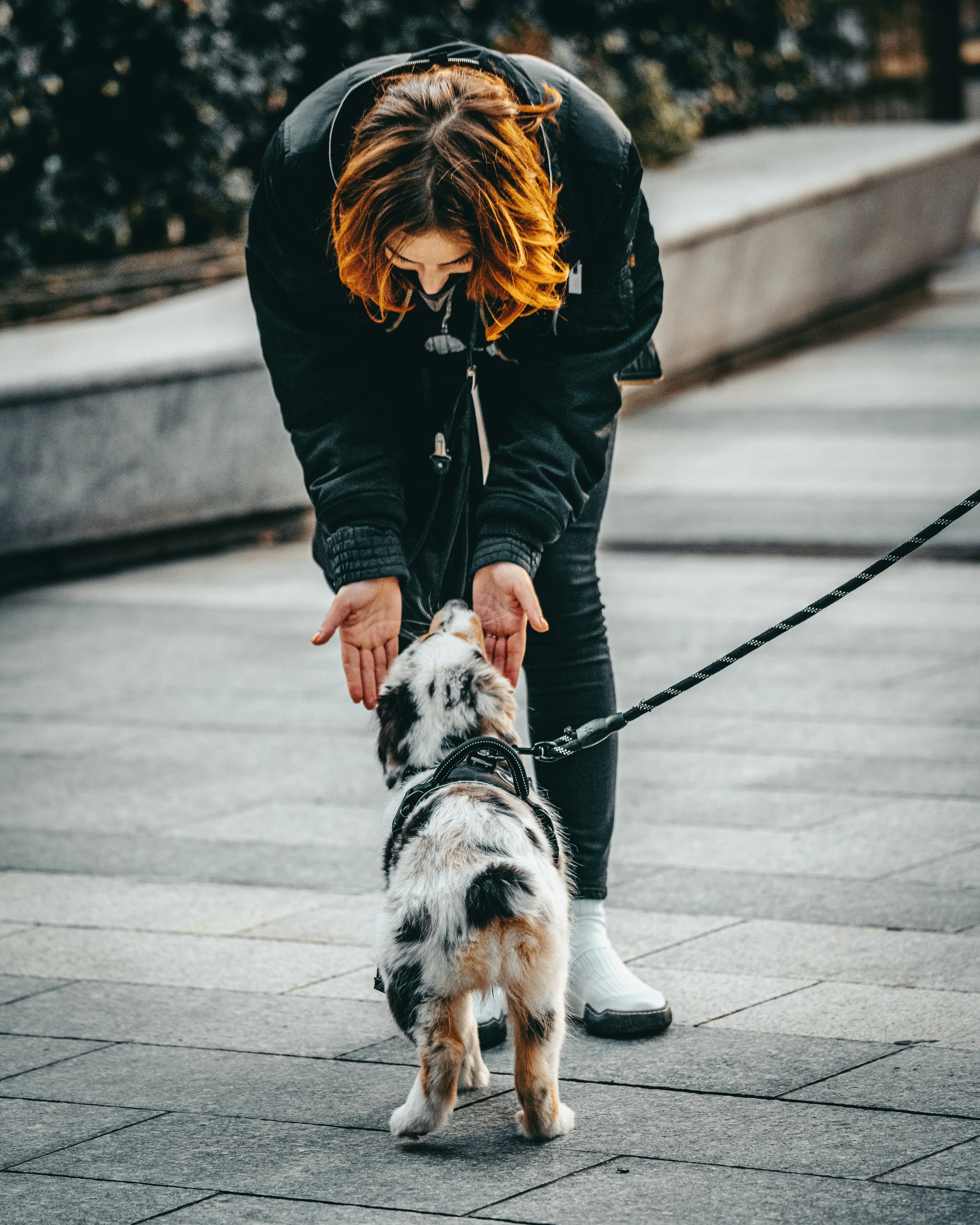 woman in black leather jacket holding white and brown short coated small dog