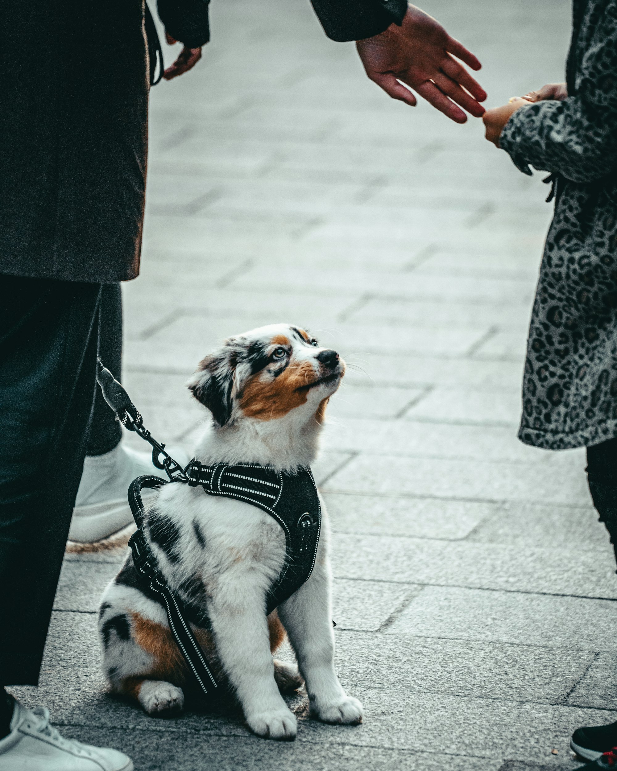 Trained Dog to Be Calm in Public