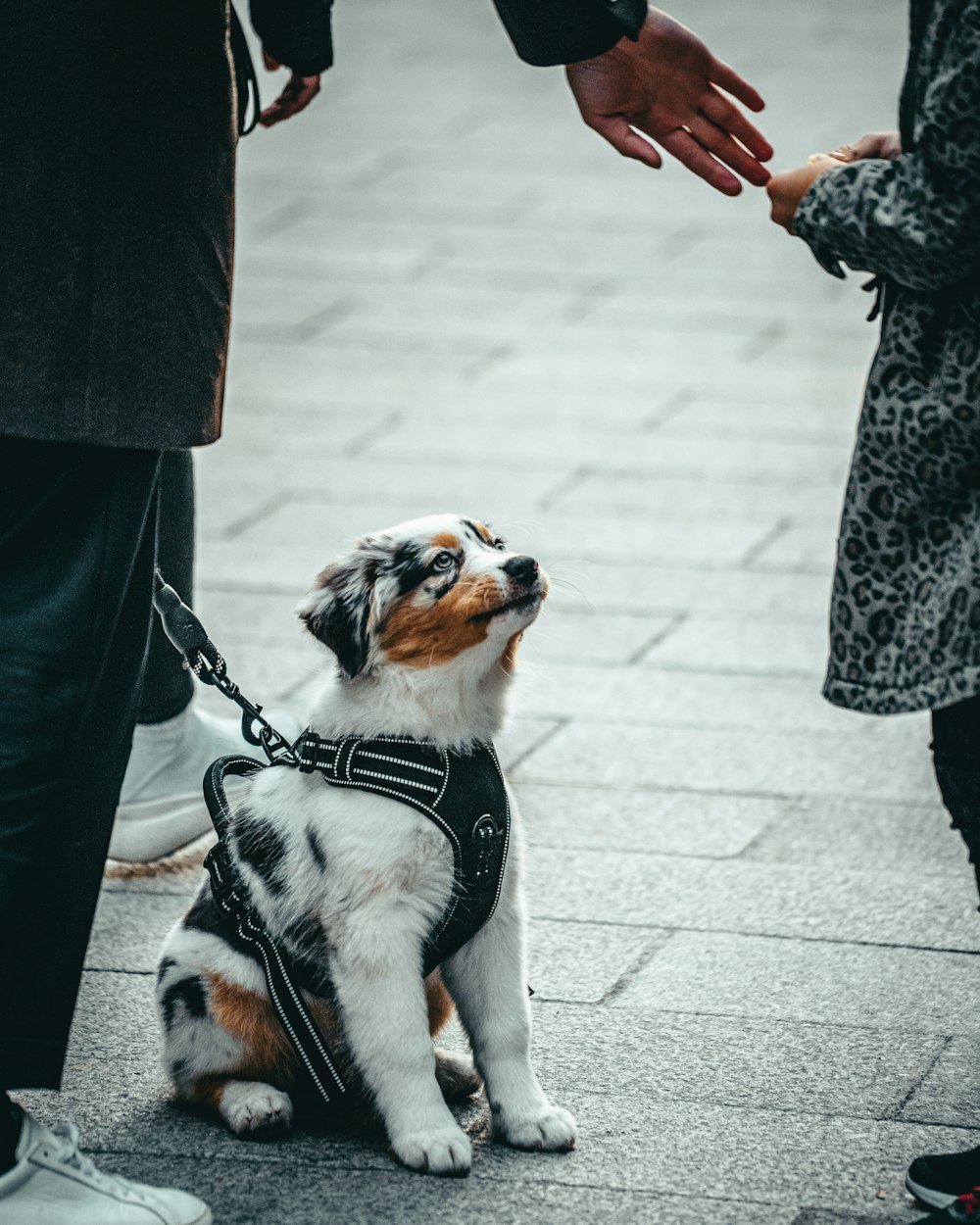 white black and brown short coated dog