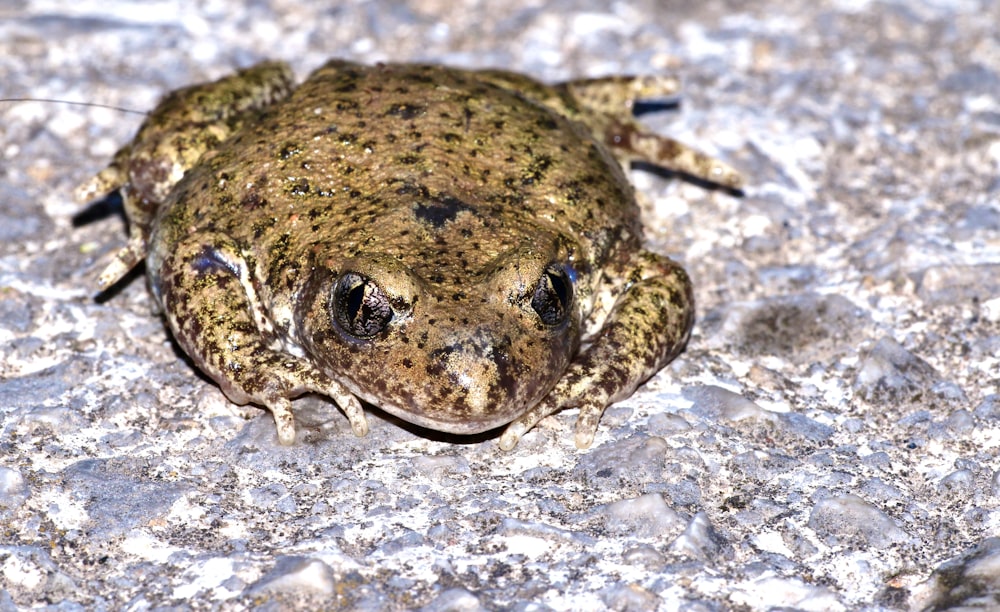 brown frog on gray rock