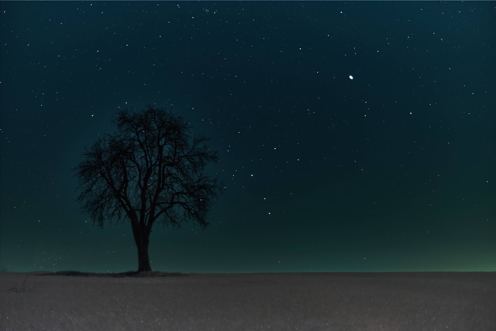 green tree under blue sky during night time