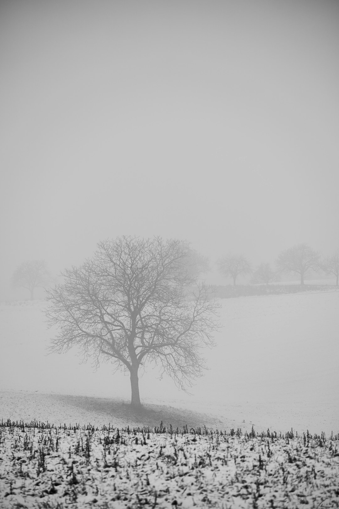 leafless tree on snow covered ground