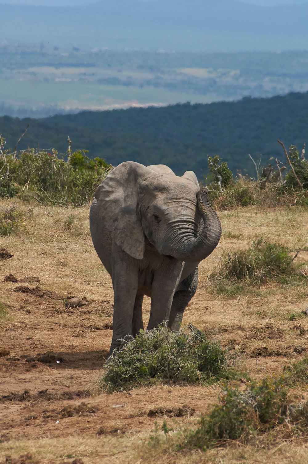 elephant walking on brown field during daytime