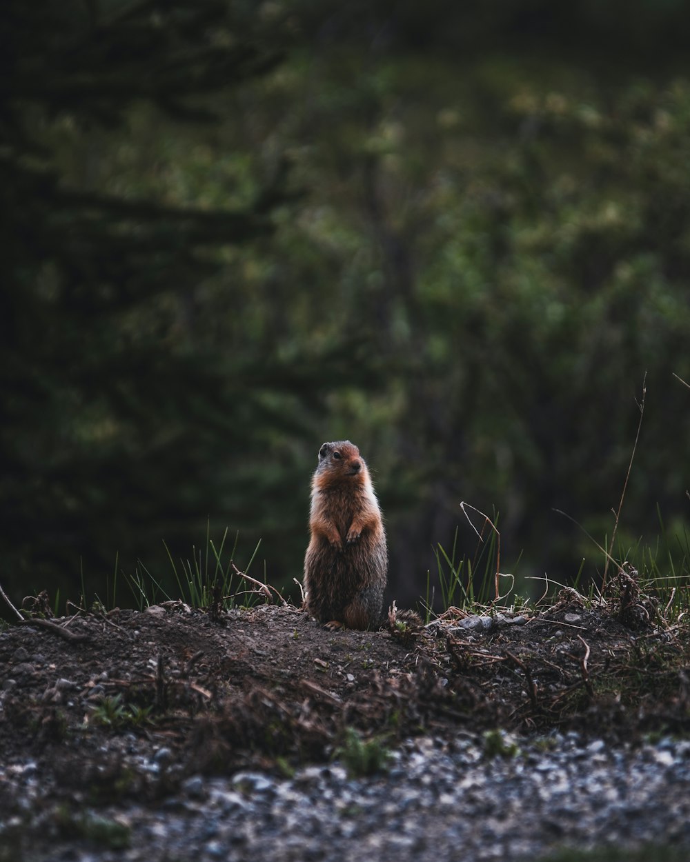 brown rodent on gray rock during daytime