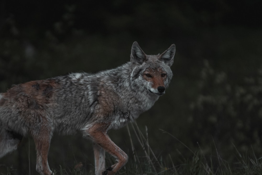 white and brown fox on green grass during daytime