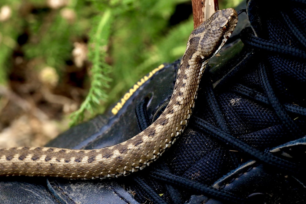 brown snake on black rock