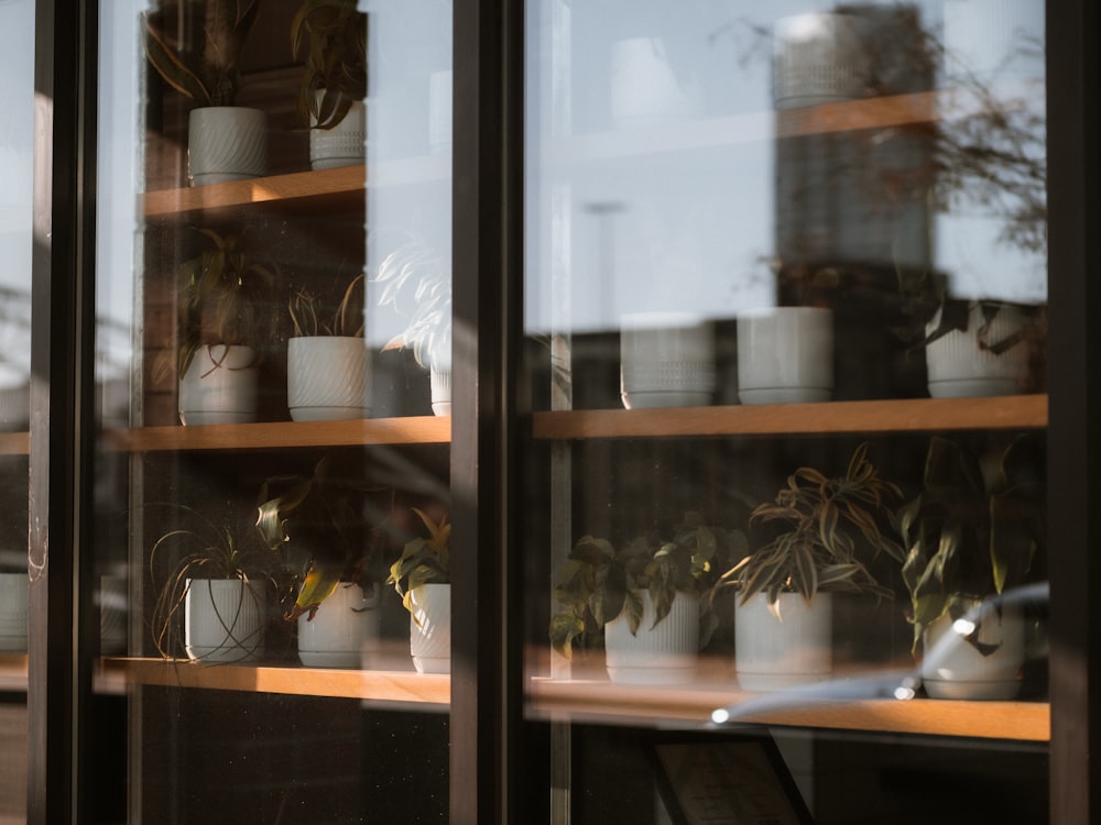 green plant in white ceramic pot