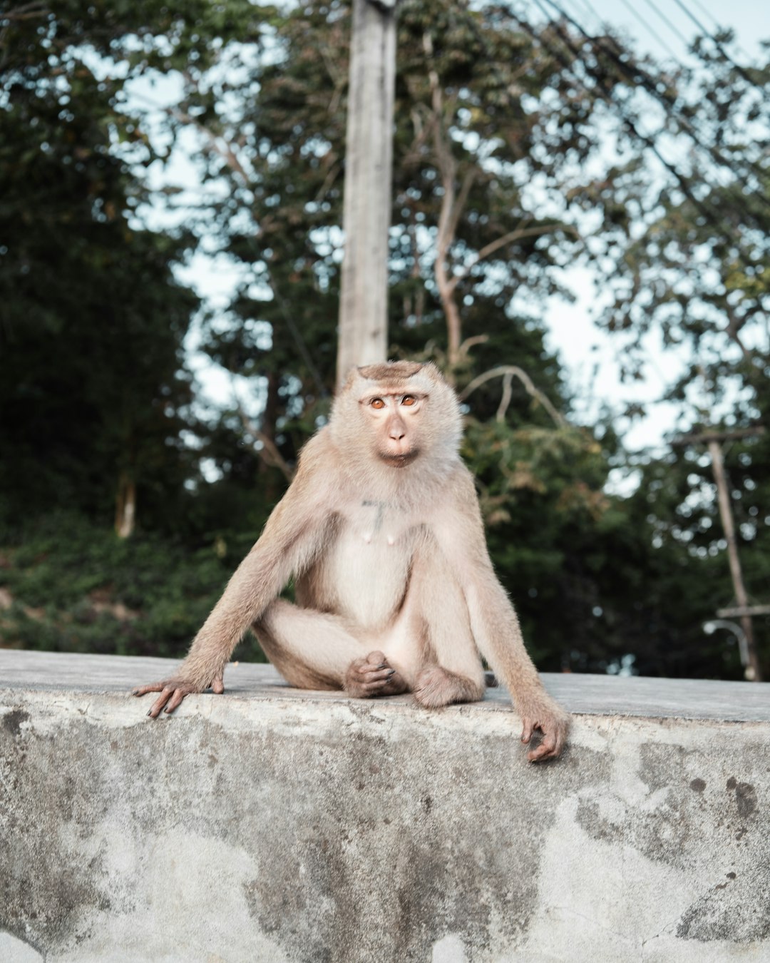 brown monkey sitting on concrete wall during daytime