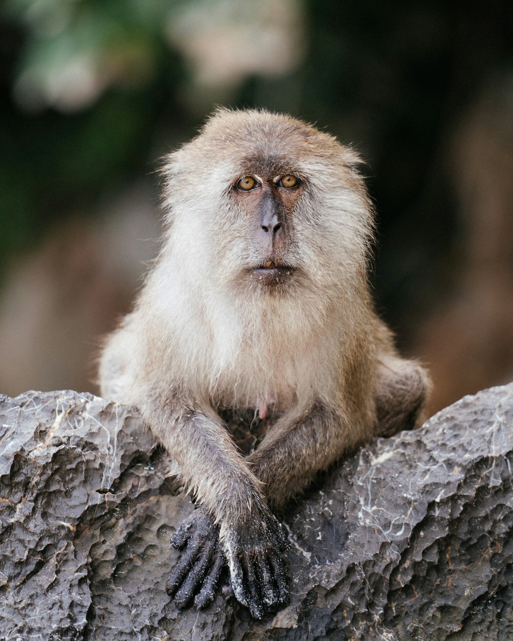 brown monkey on gray rock during daytime