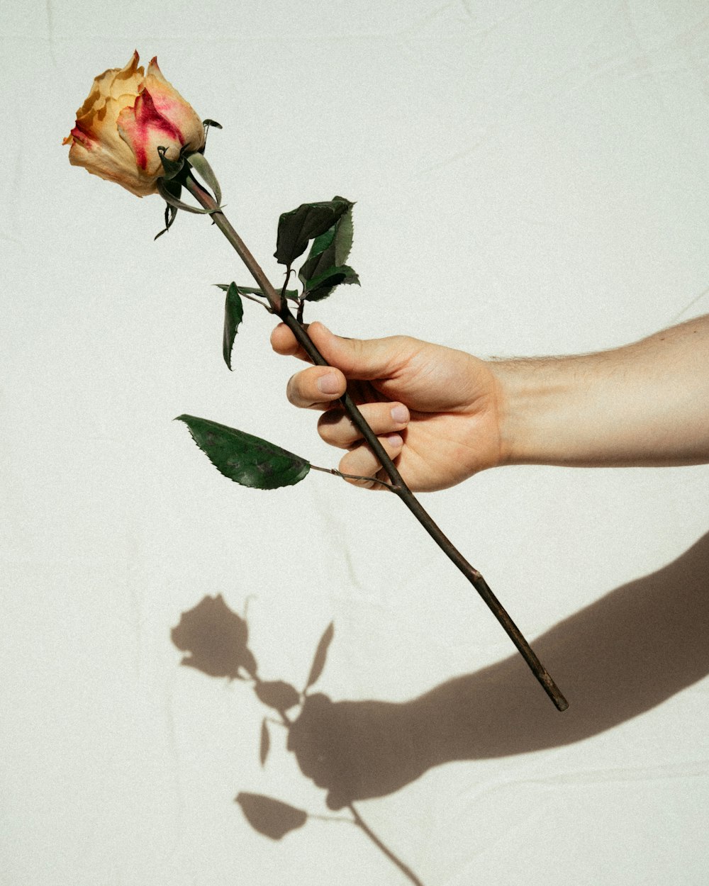 person holding pink rose flower