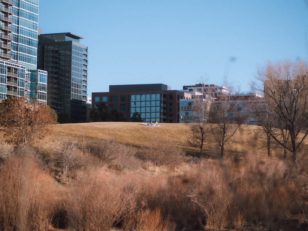 brown leafless trees near city buildings during daytime