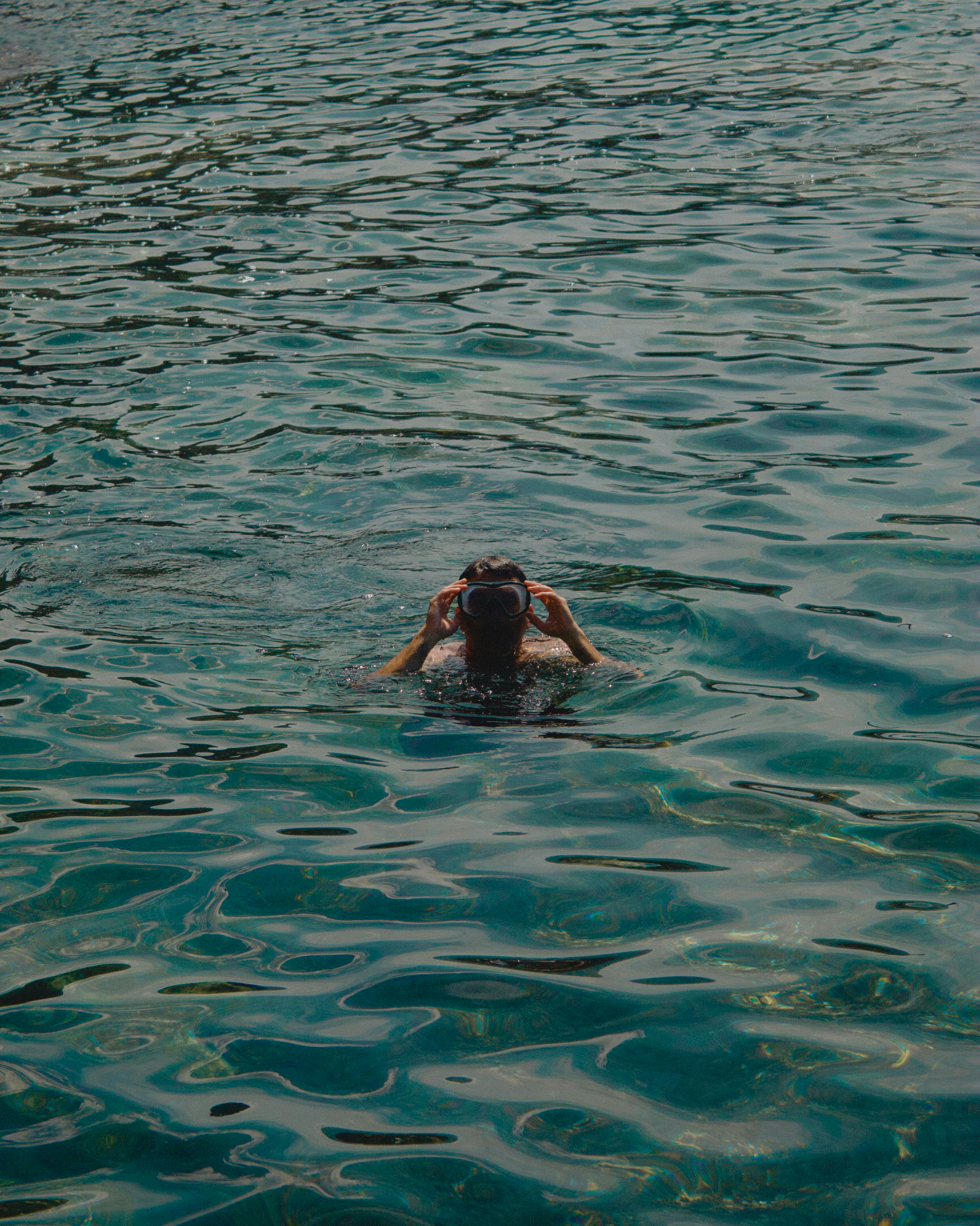 brown short coated dog in water
