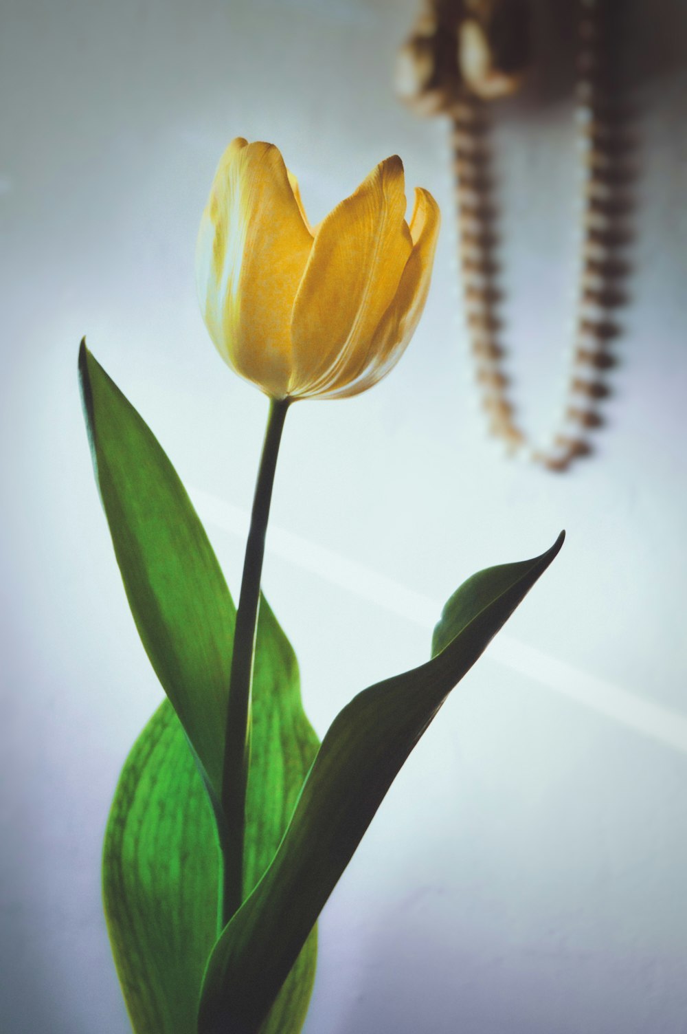 yellow tulips in bloom close up photo