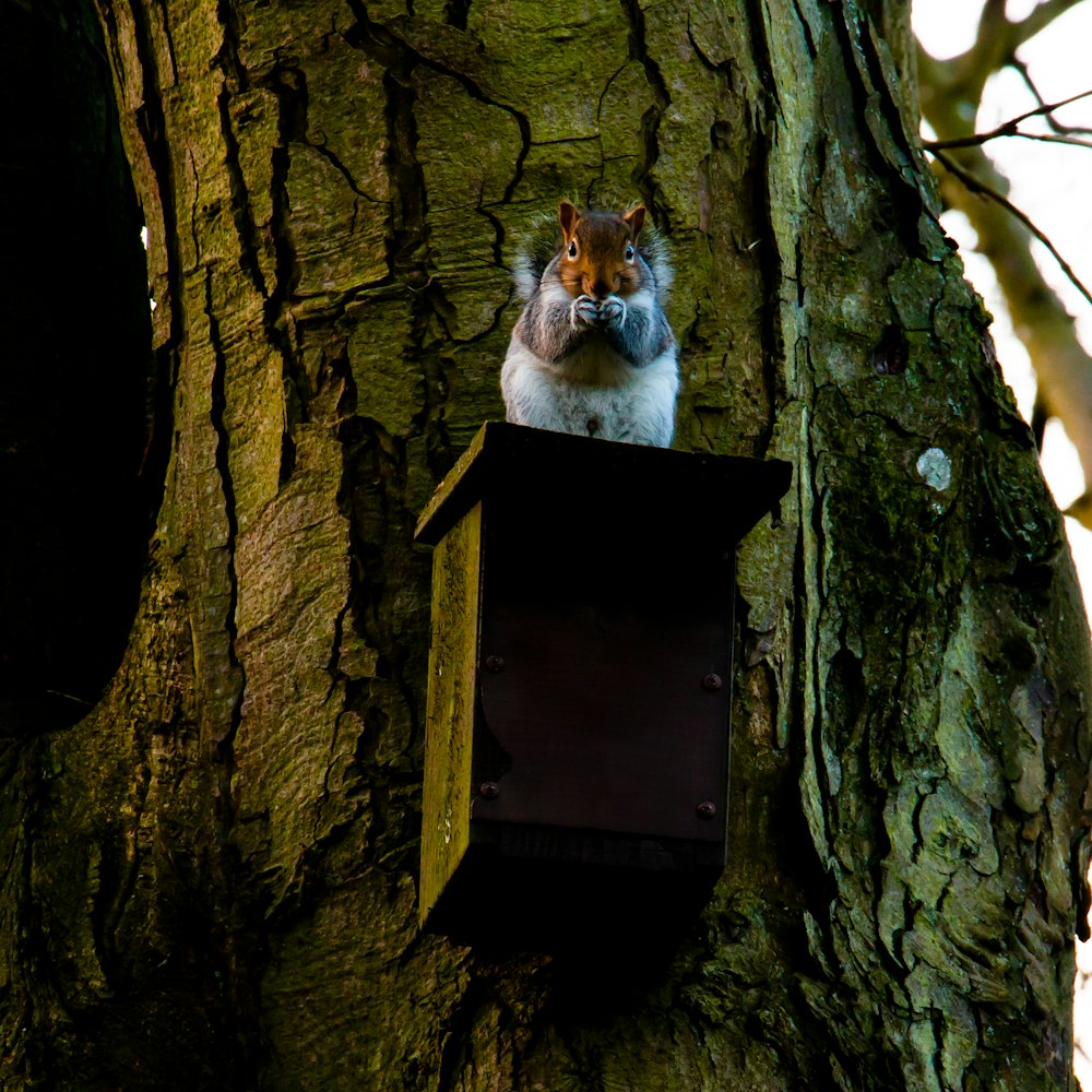 brown and white cat on brown wooden box