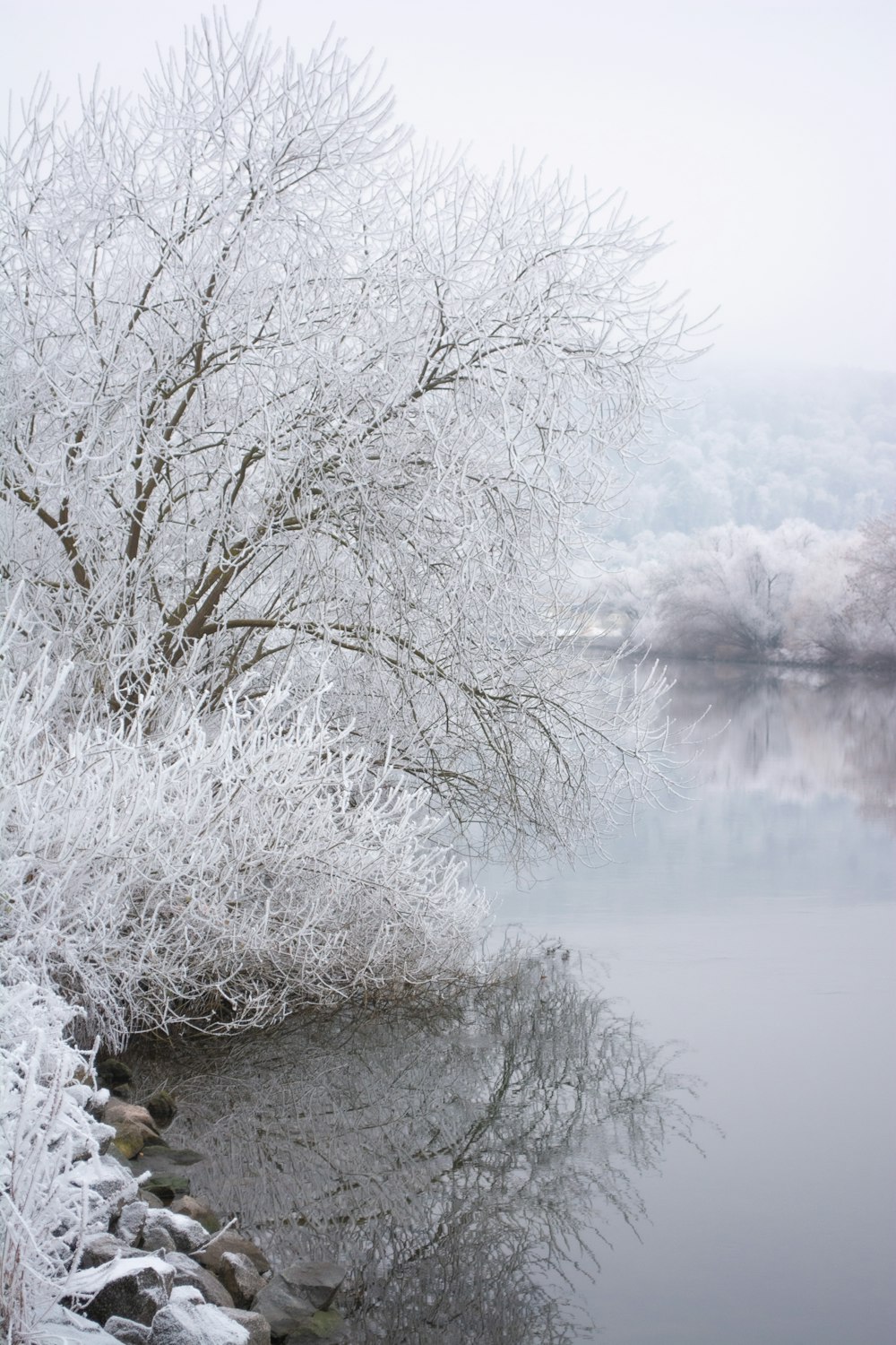 snow covered trees near lake during daytime