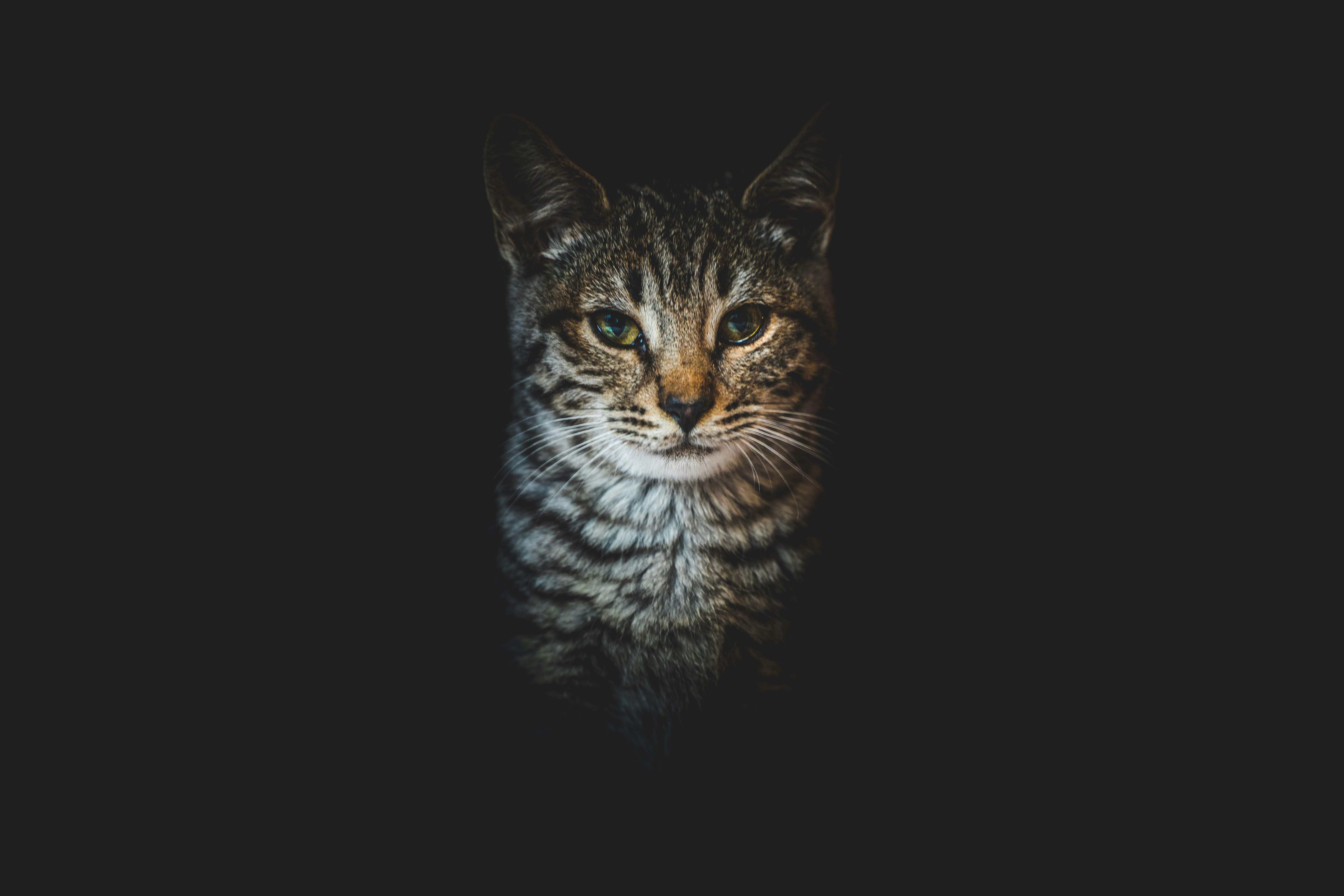 brown tabby cat in black background