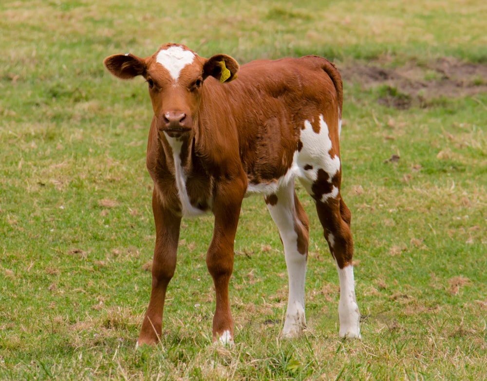 brown and white cow on green grass field during daytime