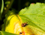 A bug with a long antenna is resting on a large leaf that is primarily green with some yellow hues. The sunlight highlights the textures and veins of the leaf, casting a shadow of the bug.
