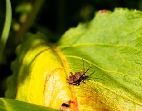 A bug with a long antenna is resting on a large leaf that is primarily green with some yellow hues. The sunlight highlights the textures and veins of the leaf, casting a shadow of the bug.