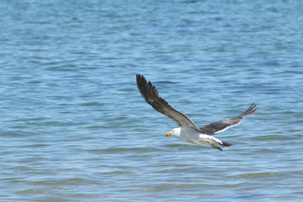 white and black bird flying over the sea during daytime