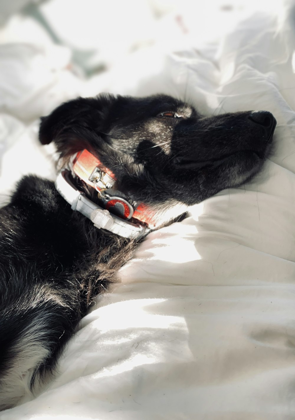 black short coat medium dog lying on white textile