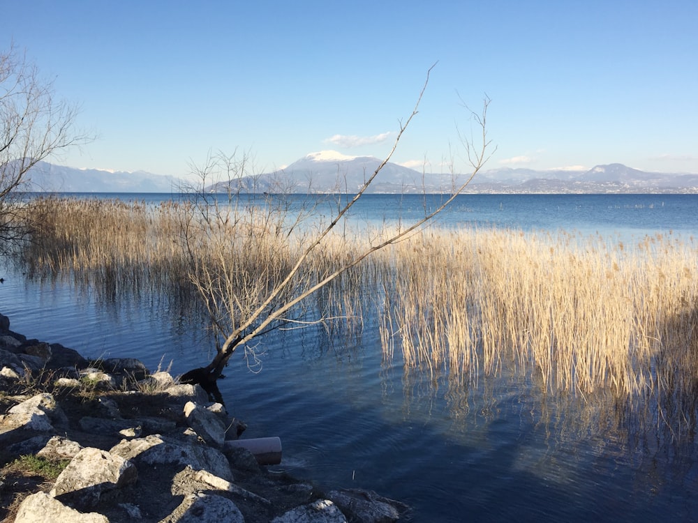 brown grass near body of water during daytime