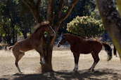 Group of participants interacting with horses in a spacious natural paddock.