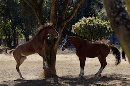 Group of participants interacting with horses in a spacious natural paddock.