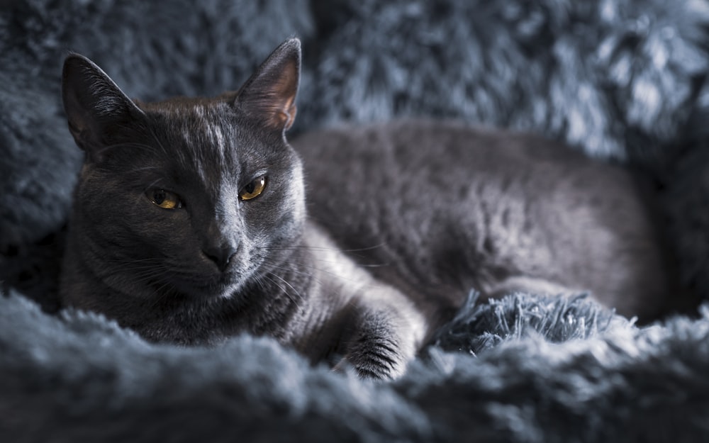 chat bleu russe couché sur un textile blanc