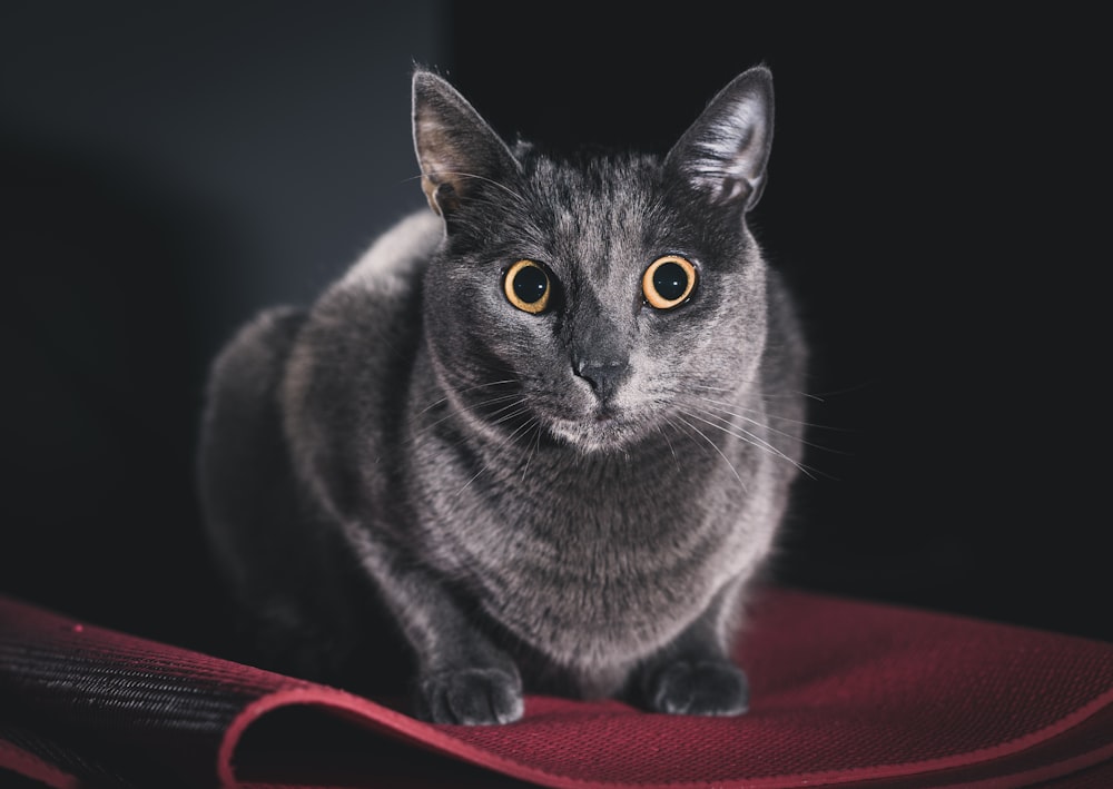 black cat on red textile