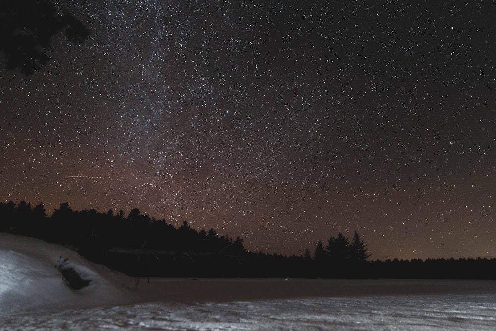 trees near snow covered ground under starry night