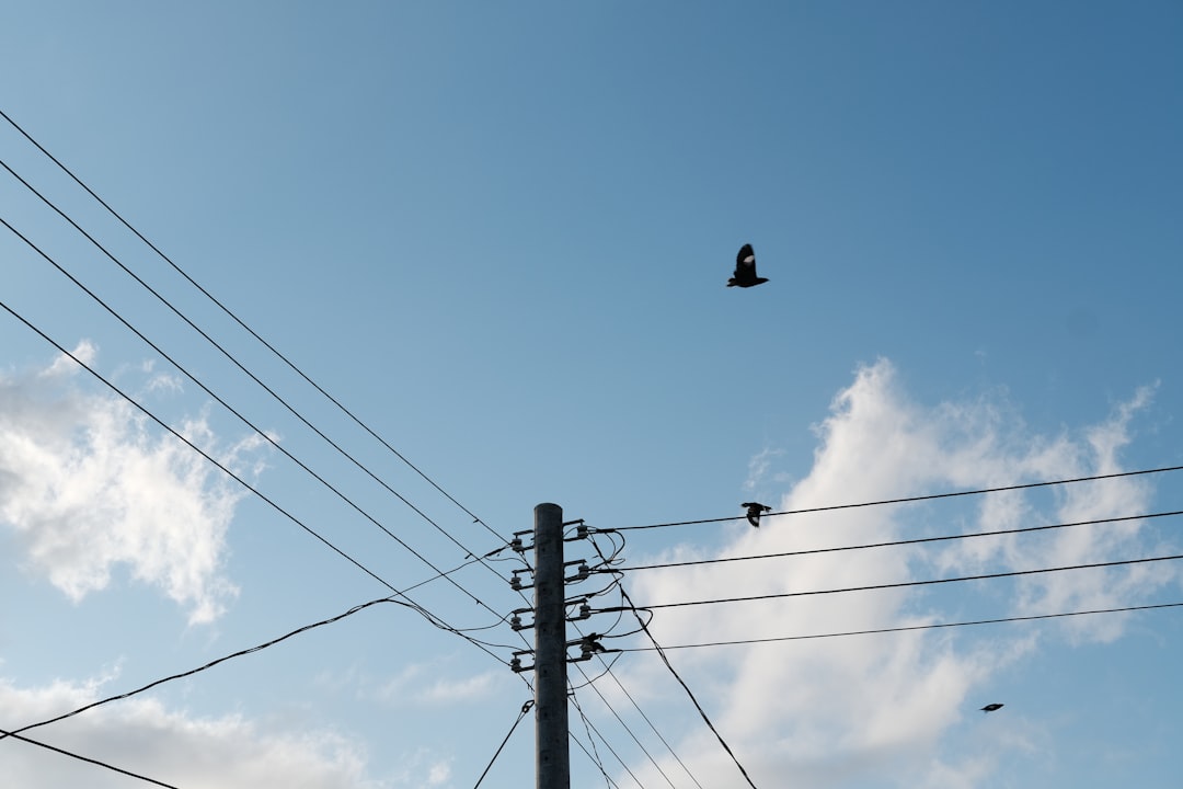 black bird on electric post under blue sky during daytime