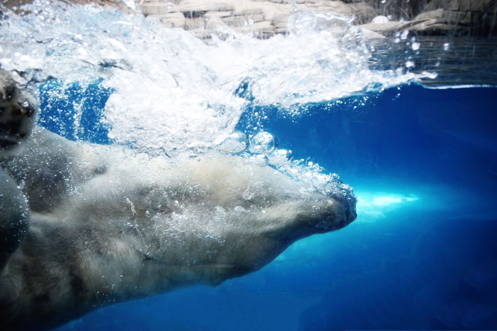 white sea creature in water