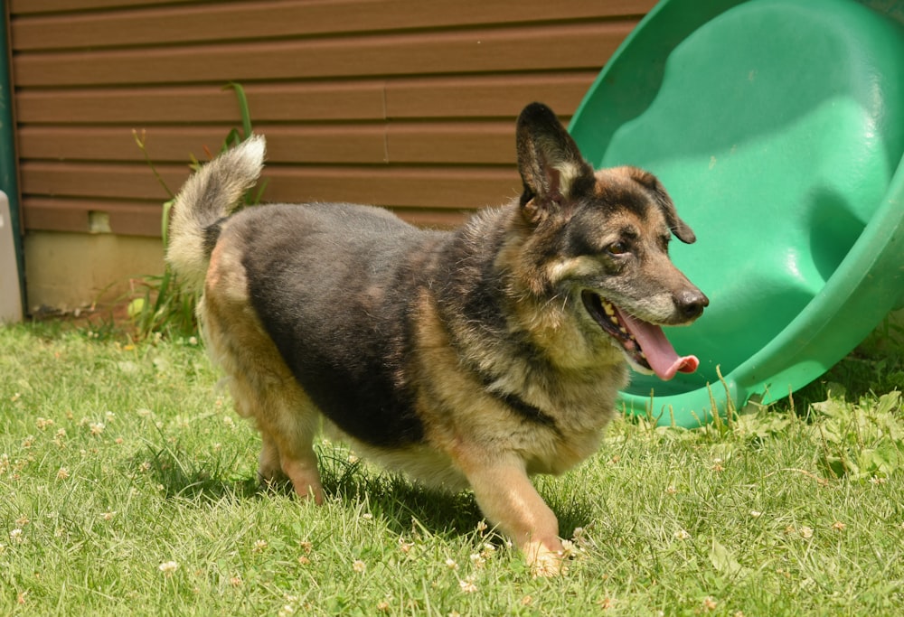 black and tan german shepherd sitting on green grass field during daytime