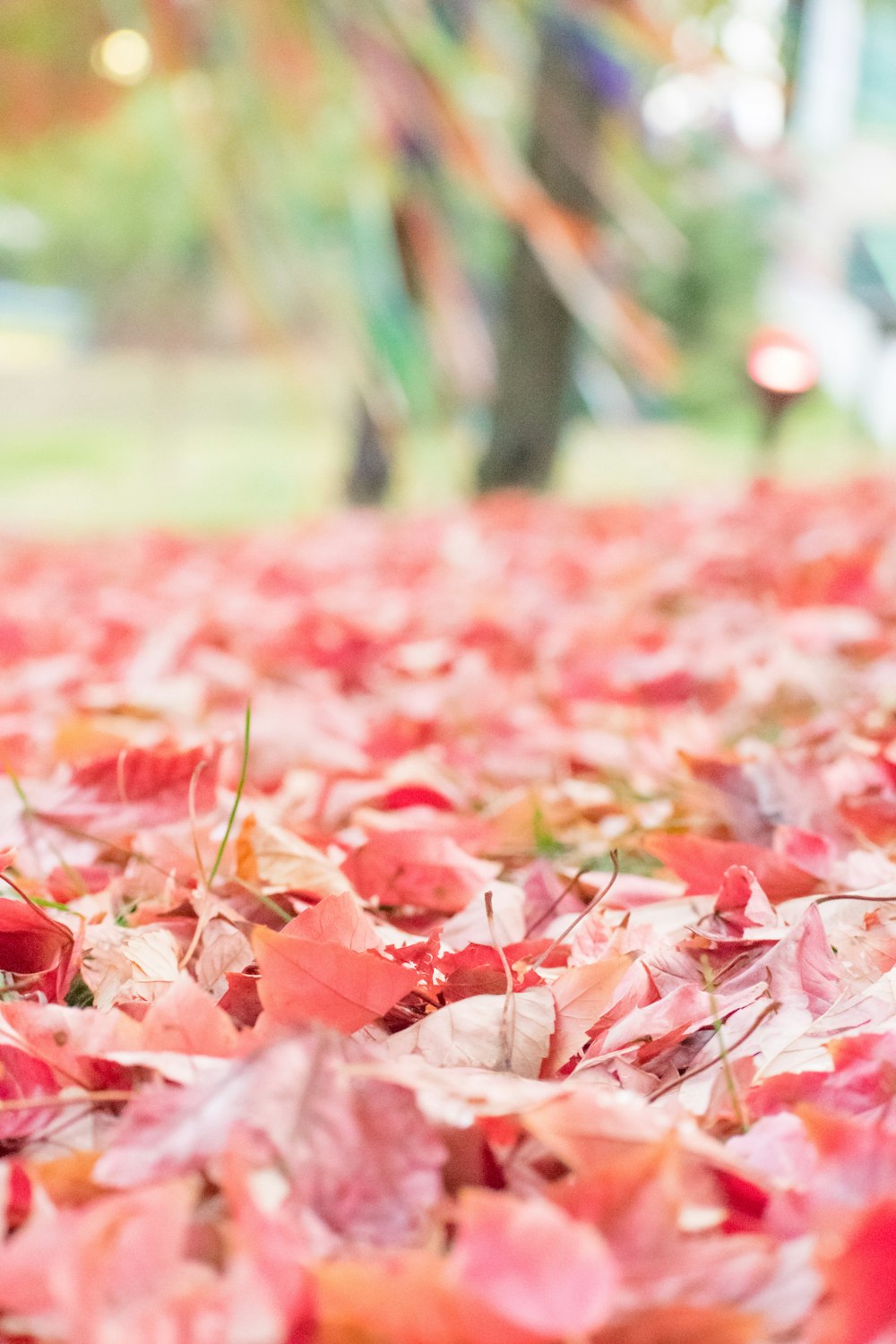 red leaves on green grass during daytime