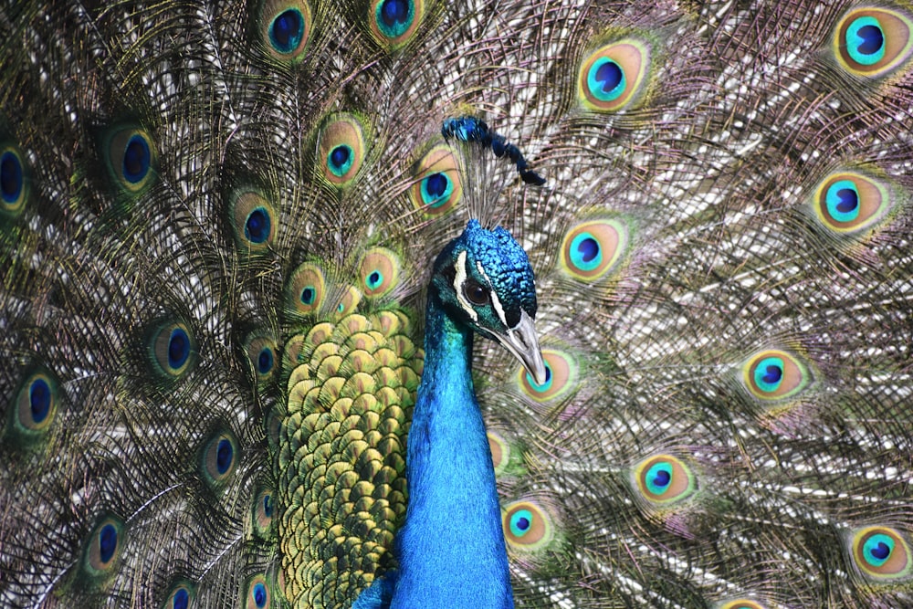 blue green and brown peacock