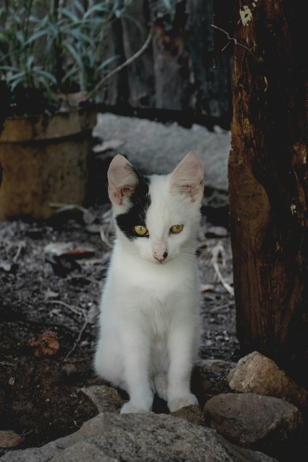 chat blanc sur tronc d’arbre brun