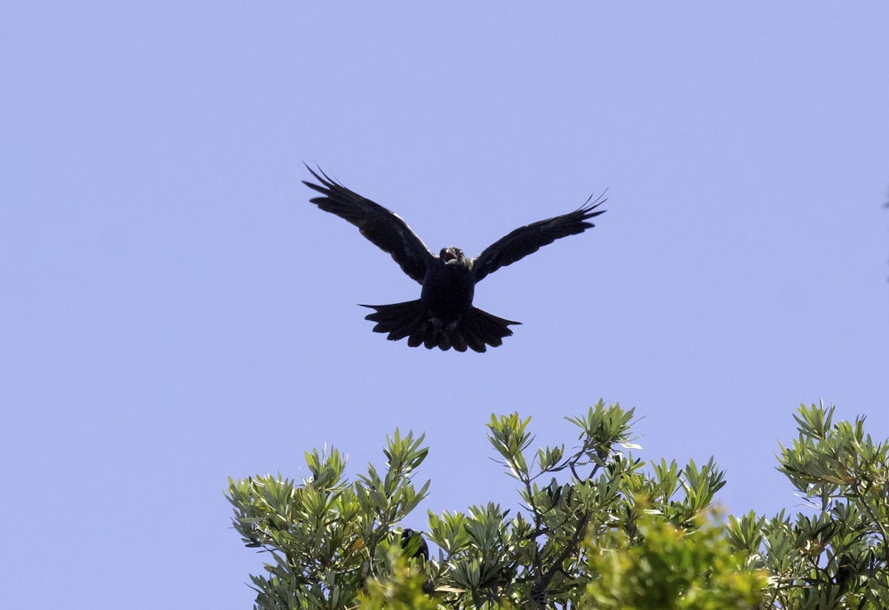 black bird flying over green tree during daytime