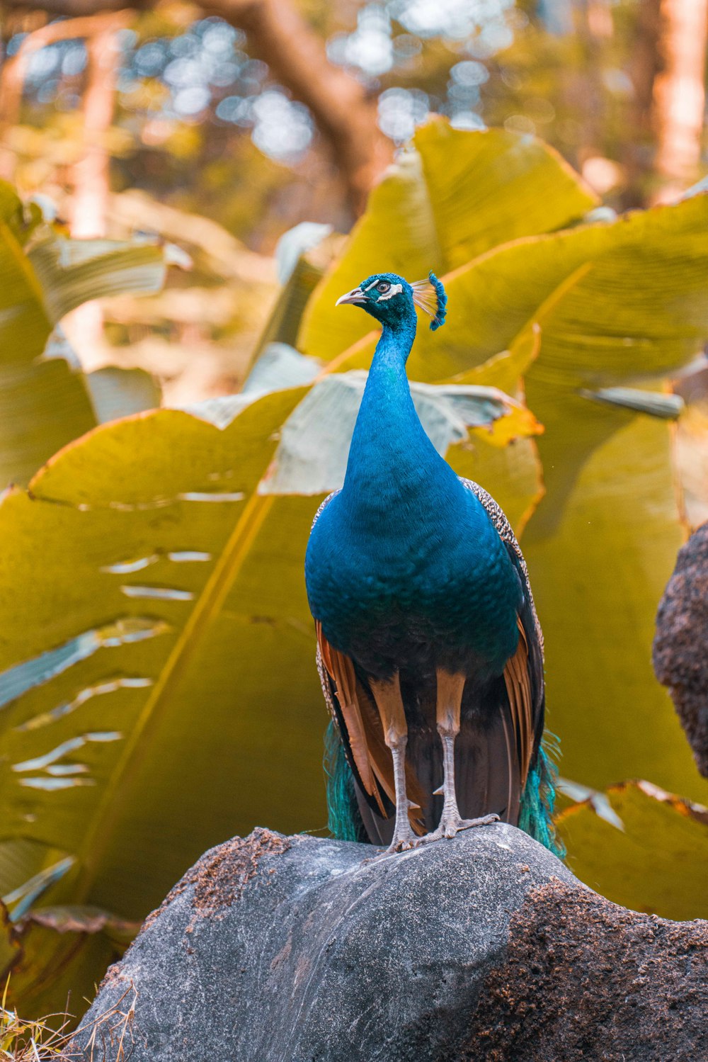 blue peacock in water during daytime