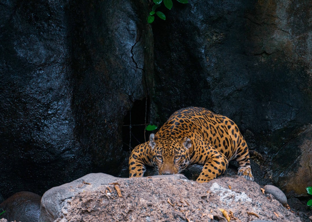 leopard lying on gray rock